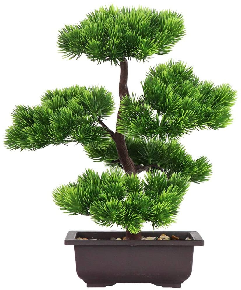 Japanese Garden Bonsai - Bonsái de pino japonés para decoración