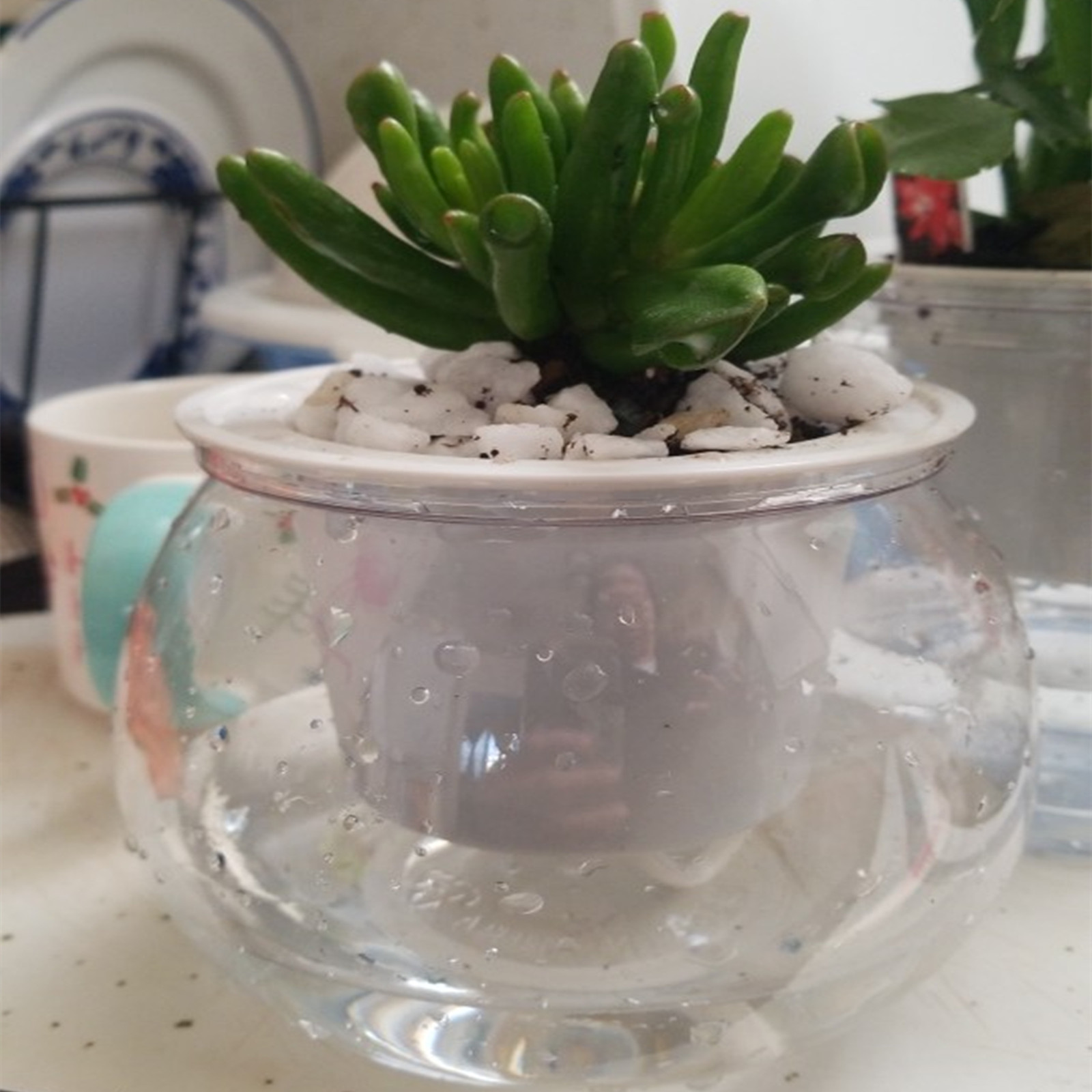 Japanese Garden Bonsai - Maceta de autorriego para interior, Mini