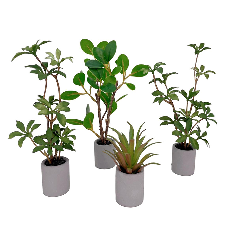 Bonsai Garden Miniature - Planta en maceta en miniatura para