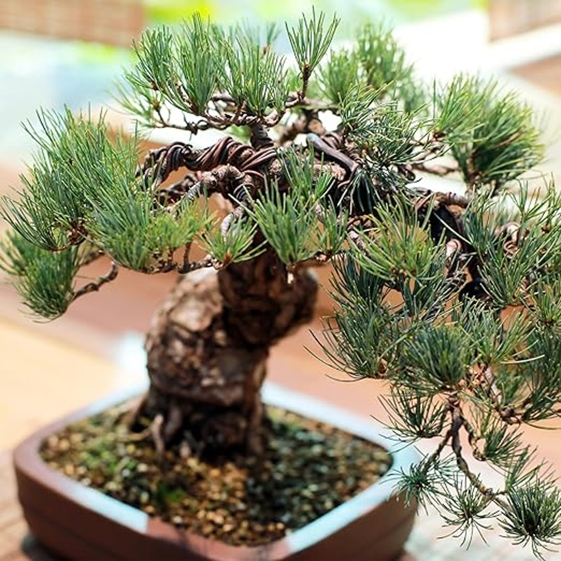Alambre de Aluminio para Dar F - Bonsai Garden Design reseña y precio