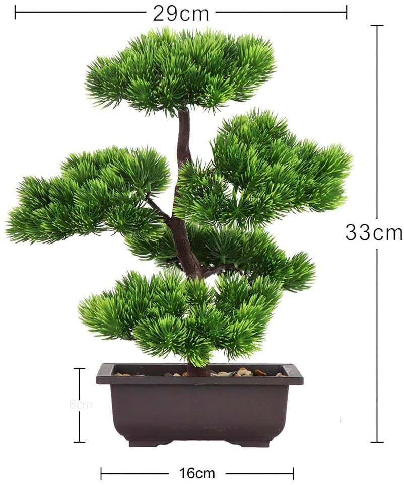 Bonsái de pino japonés para de - Japanese Garden Bonsai reseña y precio