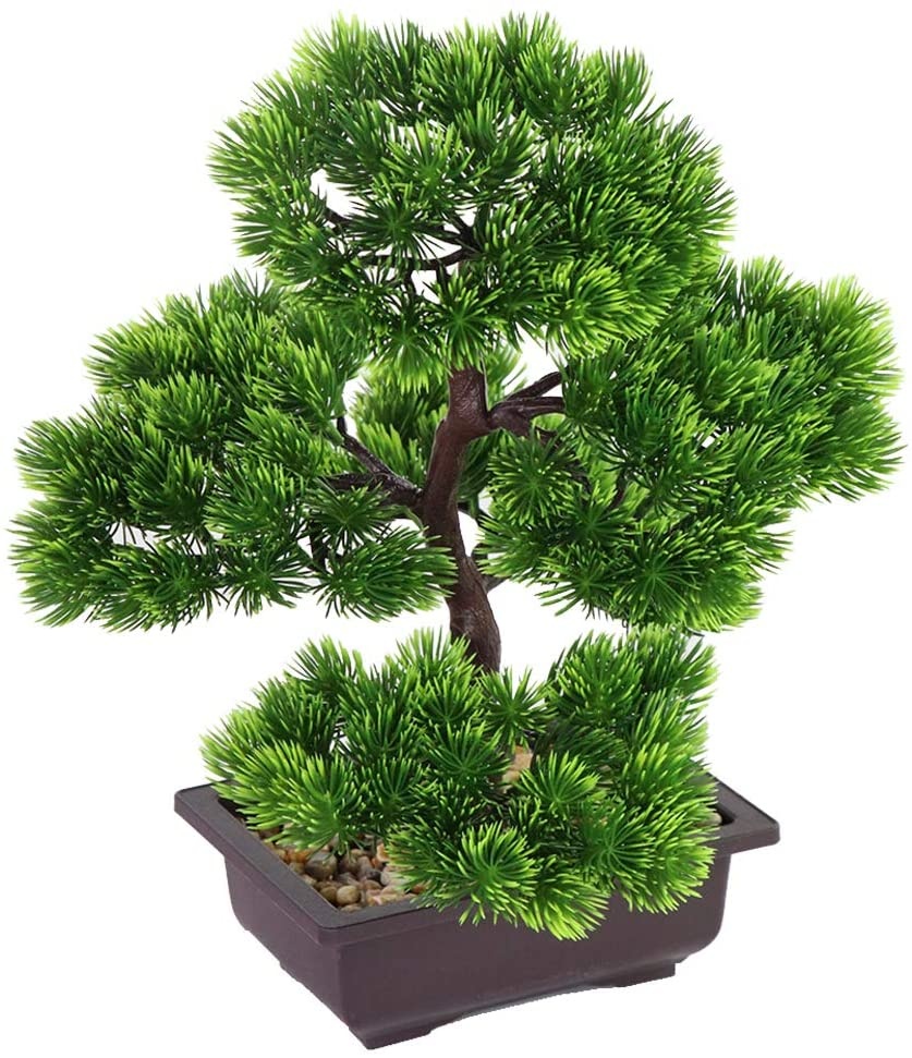 Bonsái de pino japonés para de - Japanese Garden Bonsai reseña y precio