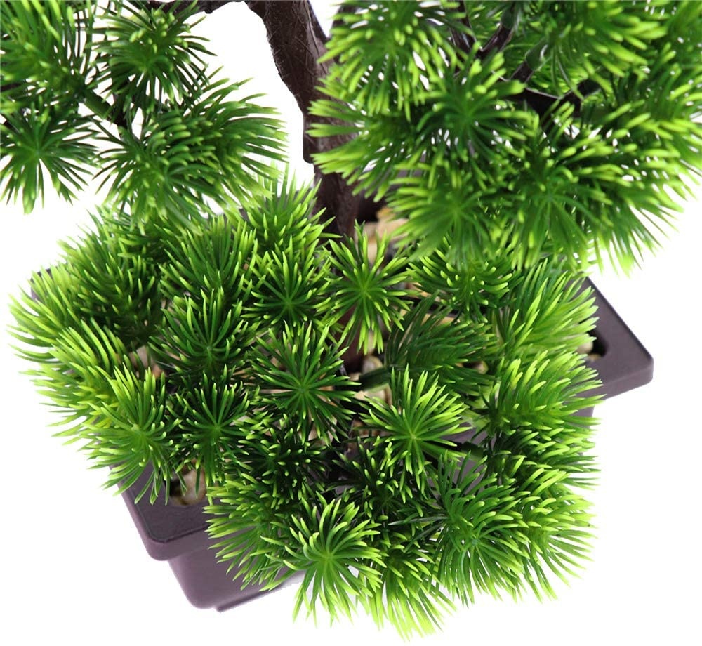 Bonsái de pino japonés para de - Japanese Garden Bonsai reseña y precio