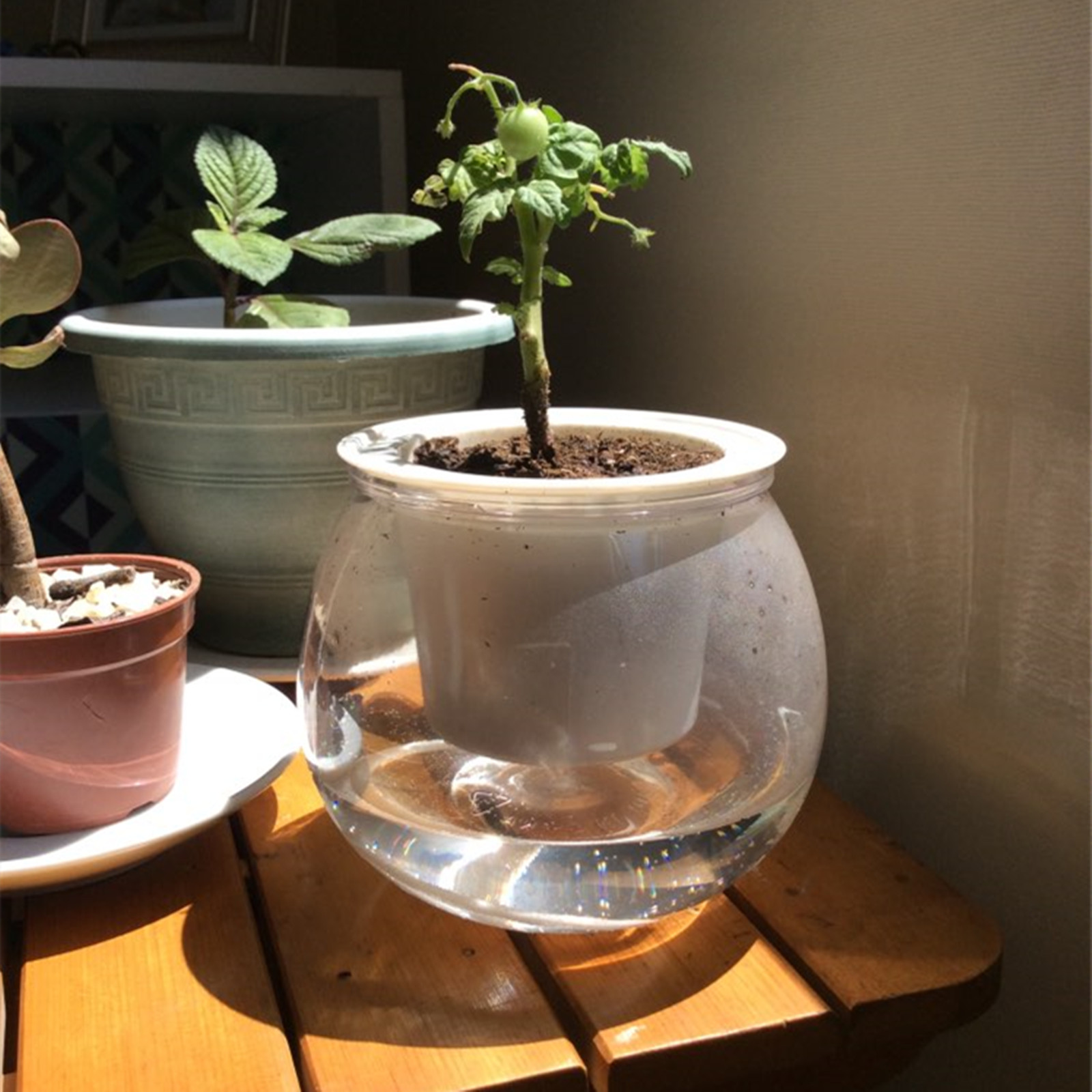 Maceta de autorriego para inte - Japanese Garden Bonsai reseña y precio