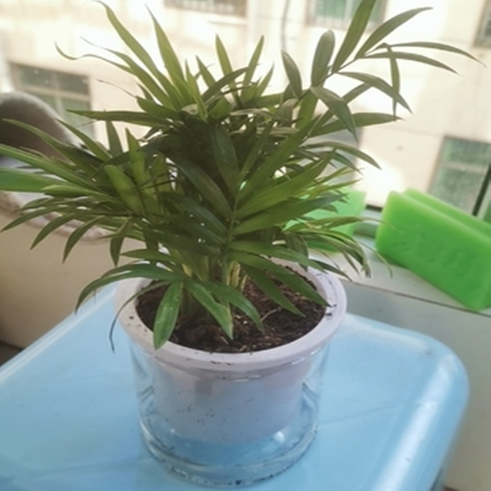 Maceta de autorriego para inte - Japanese Garden Bonsai reseña y precio