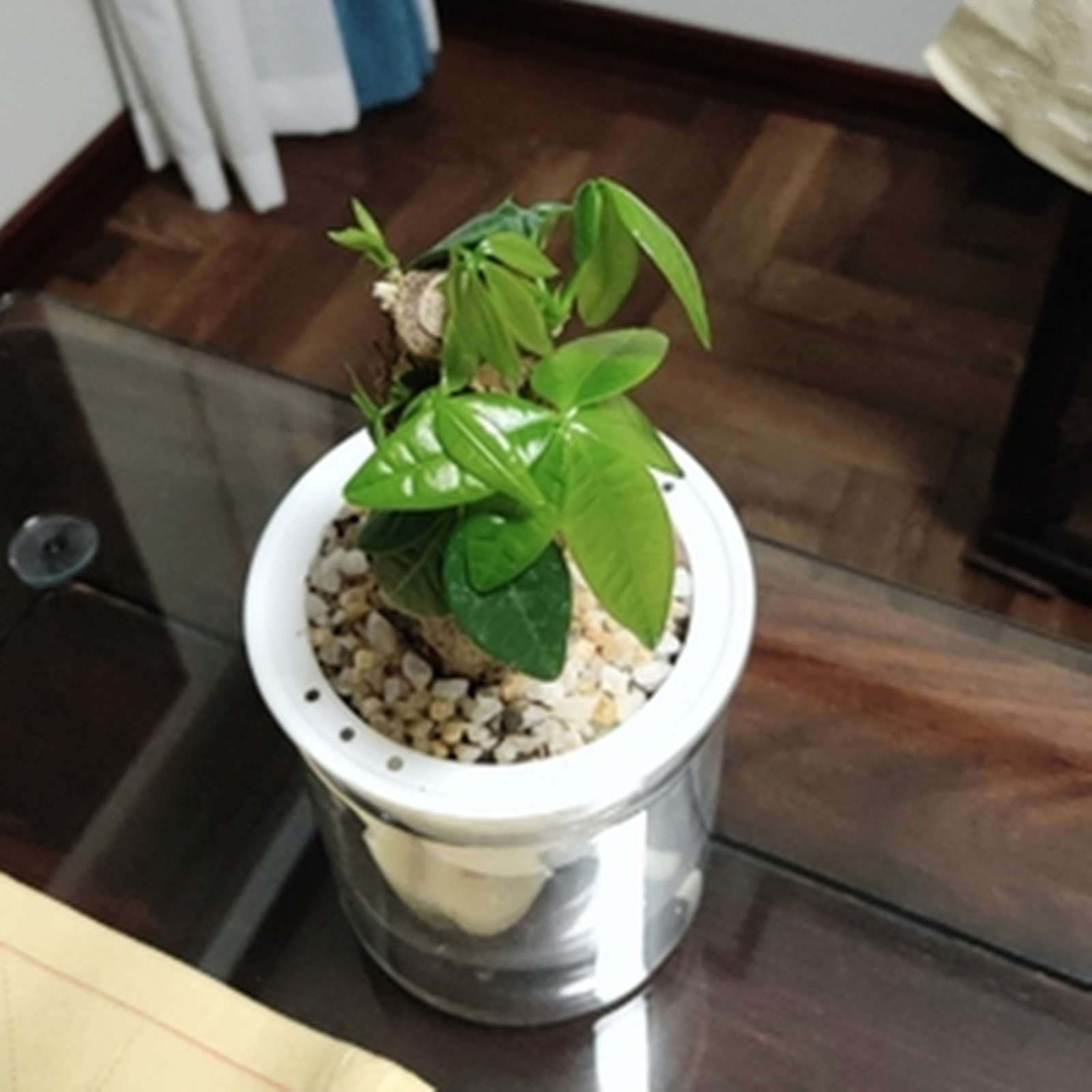 Maceta de autorriego para inte - Japanese Garden Bonsai reseña y precio