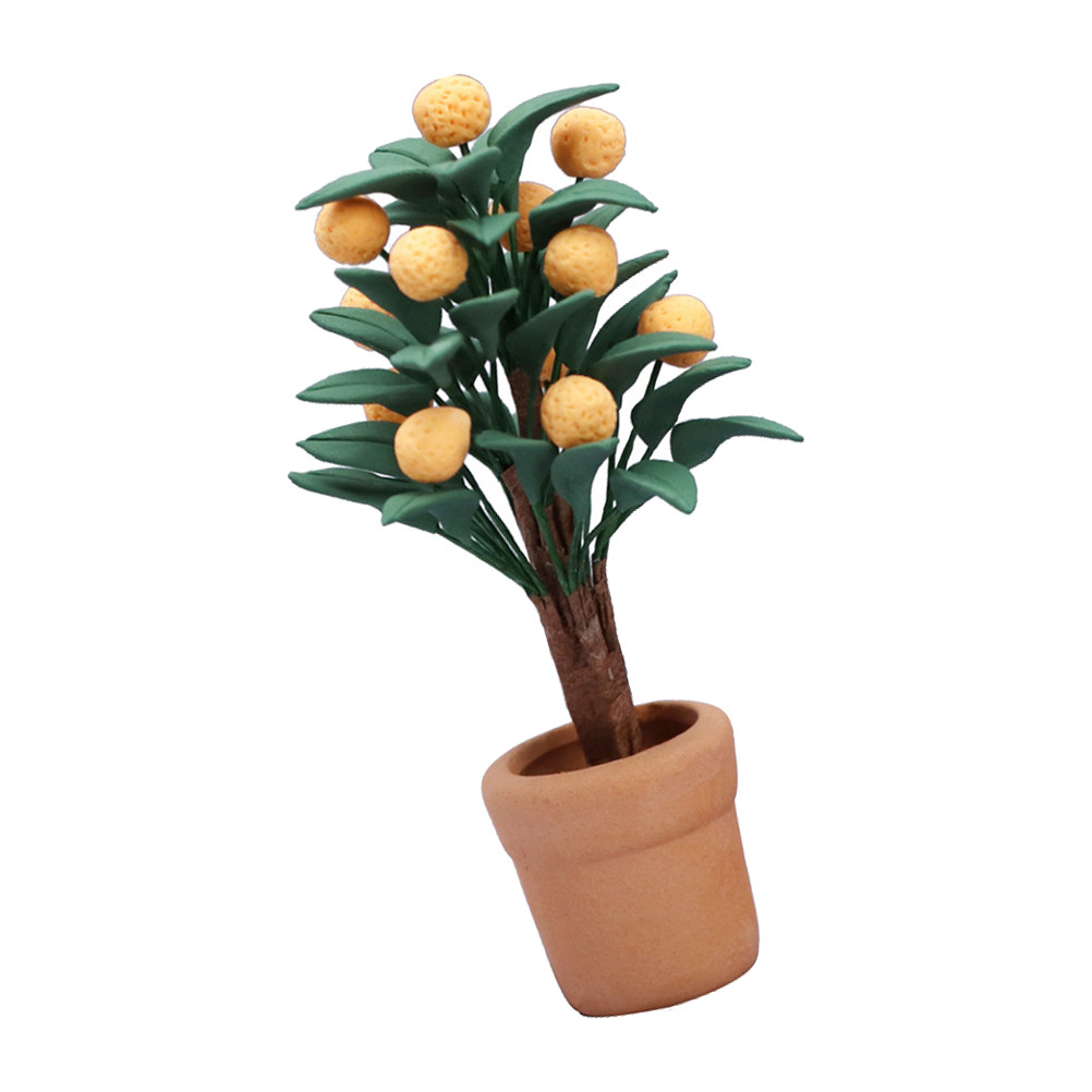 Árbol de Kumquat en Miniatura, - Bonsai Garden Europe reseña y precio