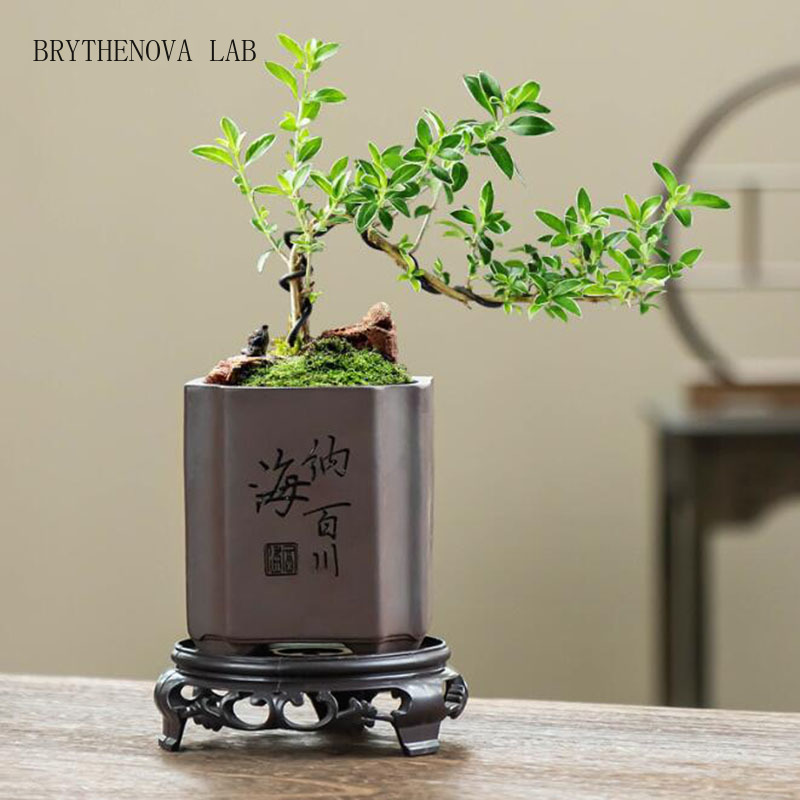 Maceta de Bonsái de Arcilla Mo - Bonsai Garden Europe reseña y precio