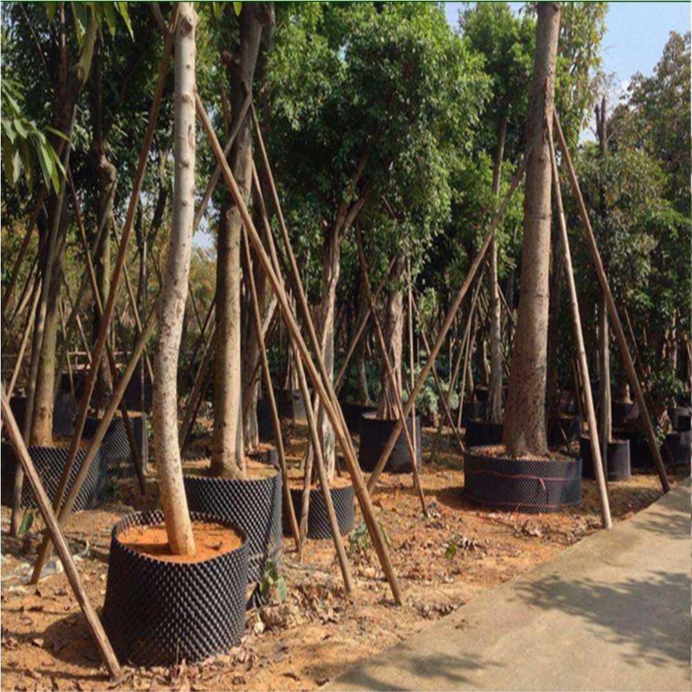 Maceta de cultivo para árboles - Bonsai Garden Nursery reseña y precio