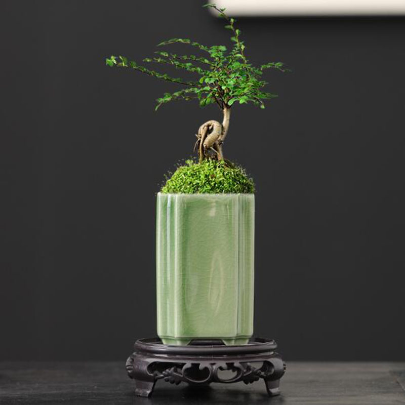 Maceta cuadrada de porcelana c - Bonsai Garden Europe reseña y precio