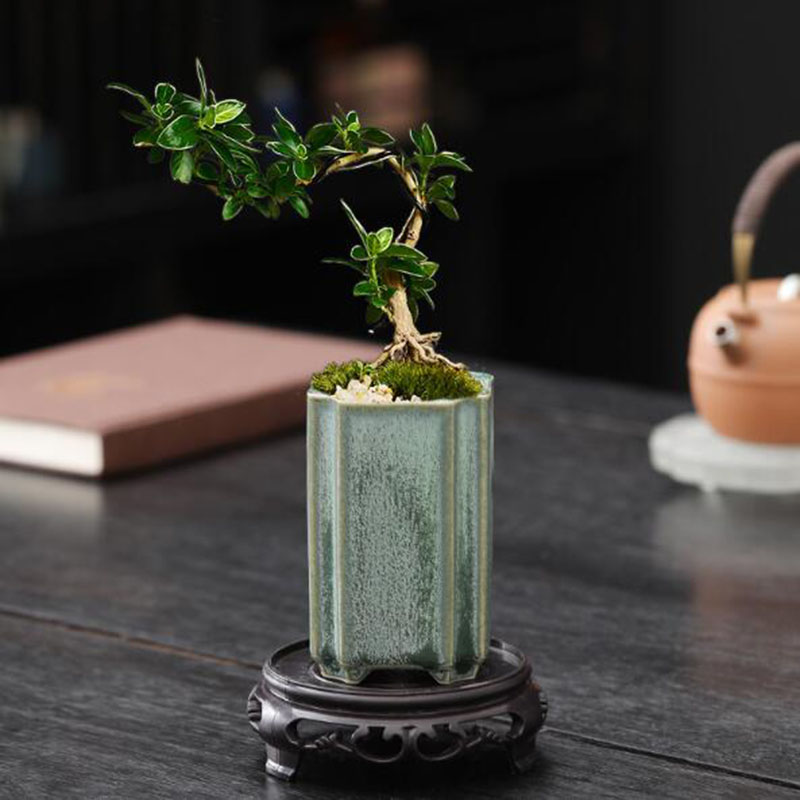 Maceta cuadrada de porcelana c - Bonsai Garden Europe reseña y precio