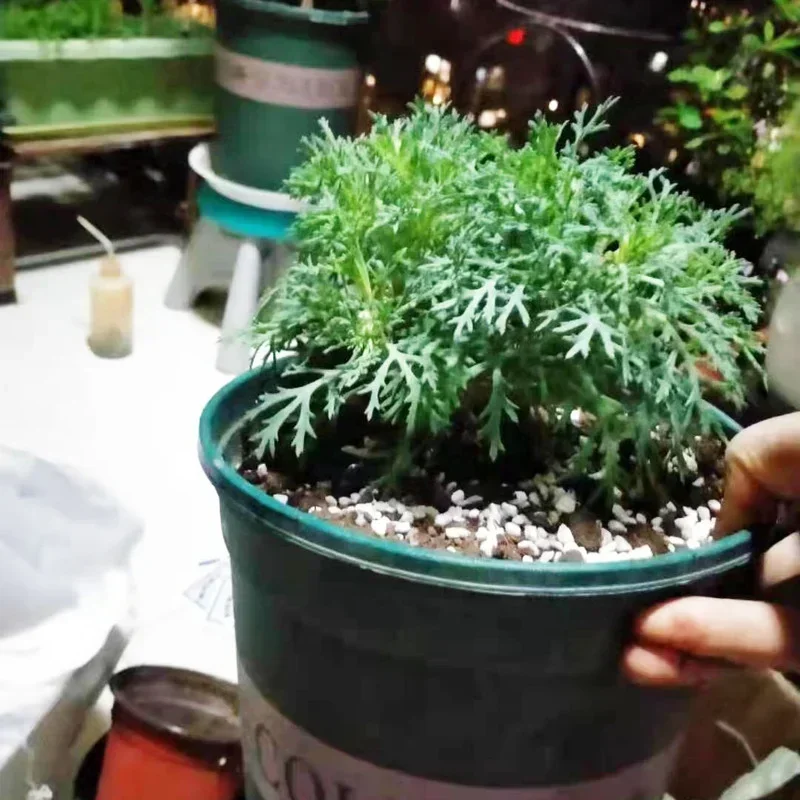 Pellet de perlita de 1L/2L, co - Bonsai Garden Nursery reseña y precio