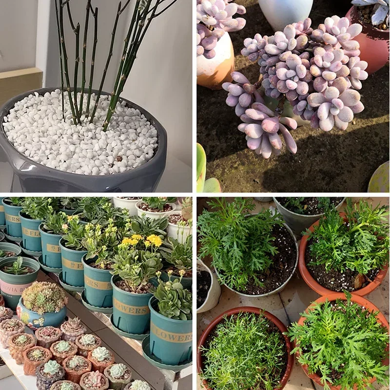 Pellet de perlita de 1L/2L, co - Bonsai Garden Nursery reseña y precio
