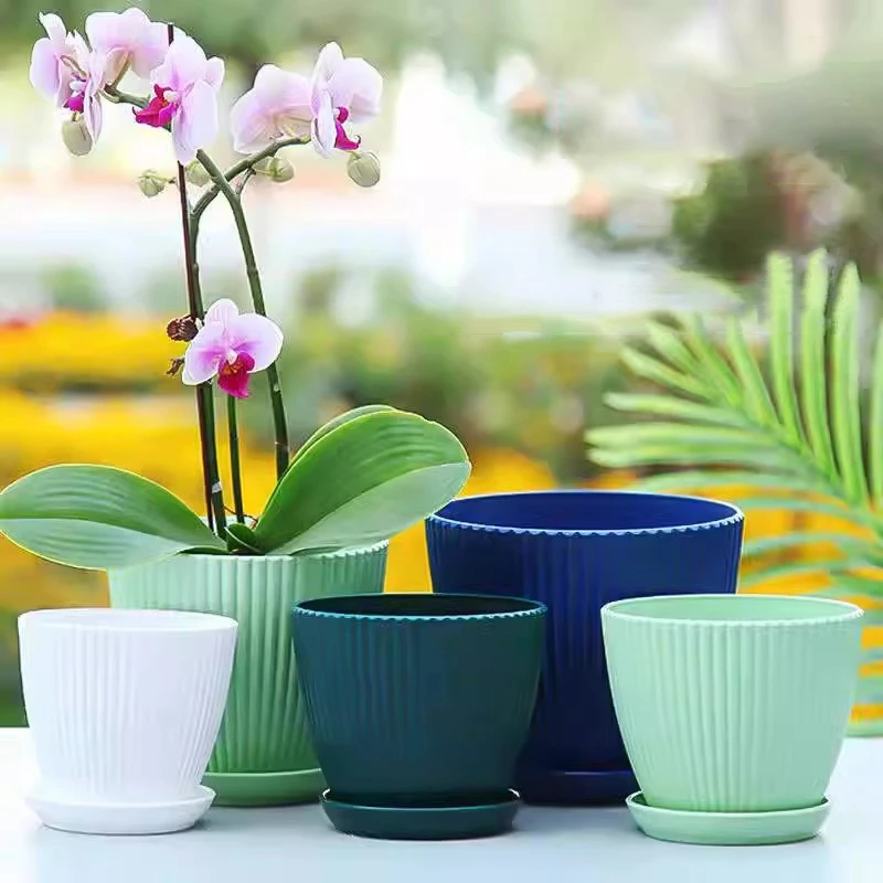 Maceta redonda suculenta con b - Japanese Garden Bonsai reseña y precio