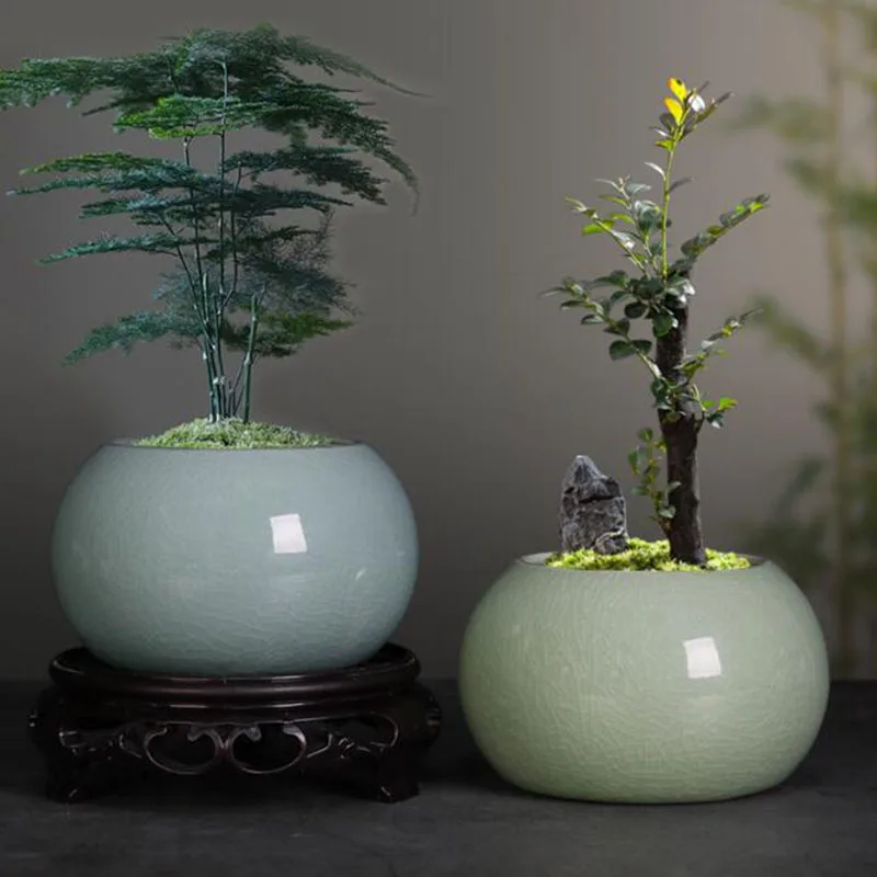 Maceta para Plantas de Aspargo - Bonsai Garden Europe reseña y precio