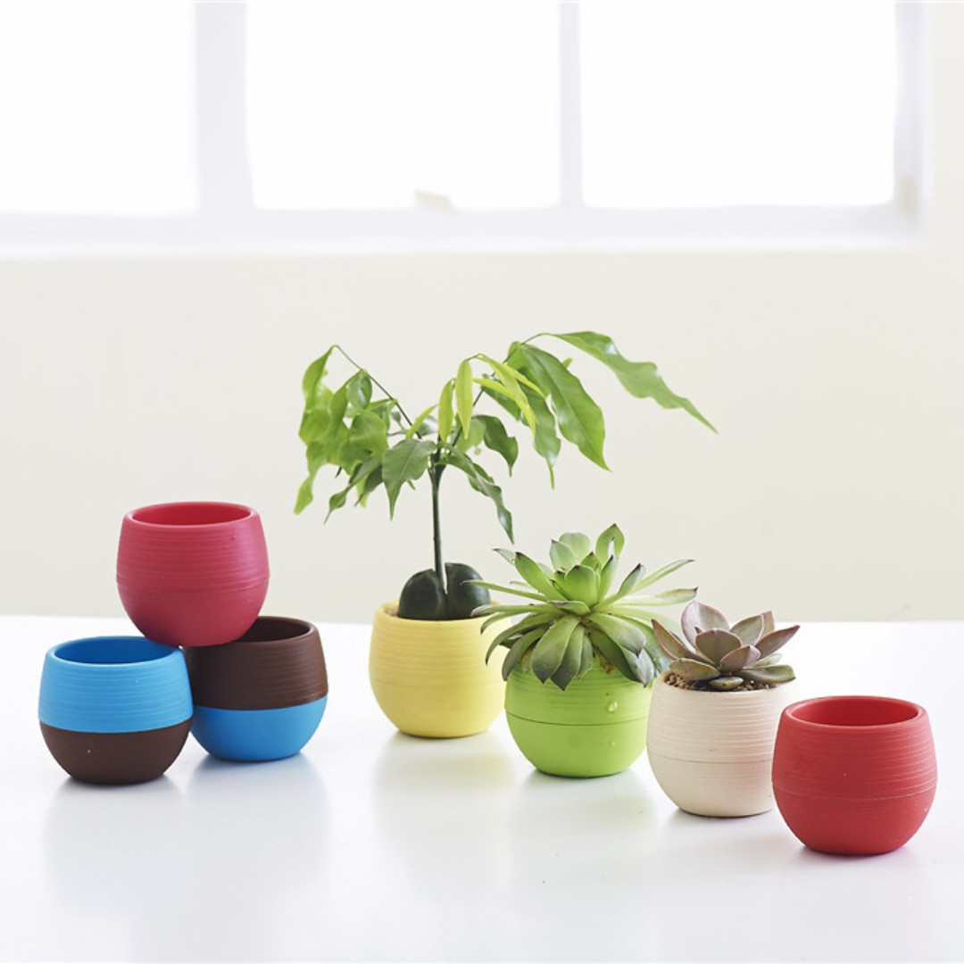 Mini macetas de plástico para  - Bonsai Garden Nursery reseña y precio