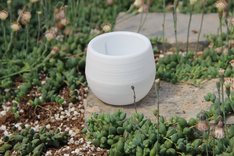 Mini macetas de plástico para  - Bonsai Garden Nursery reseña y precio