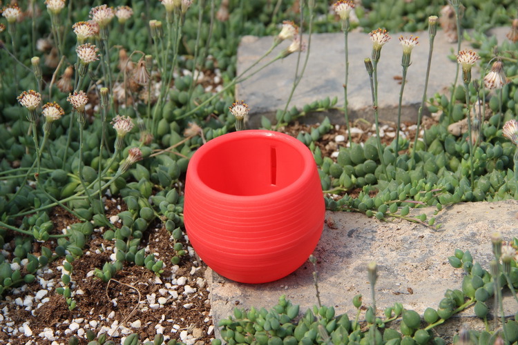 Mini macetas de plástico para  - Bonsai Garden Nursery reseña y precio