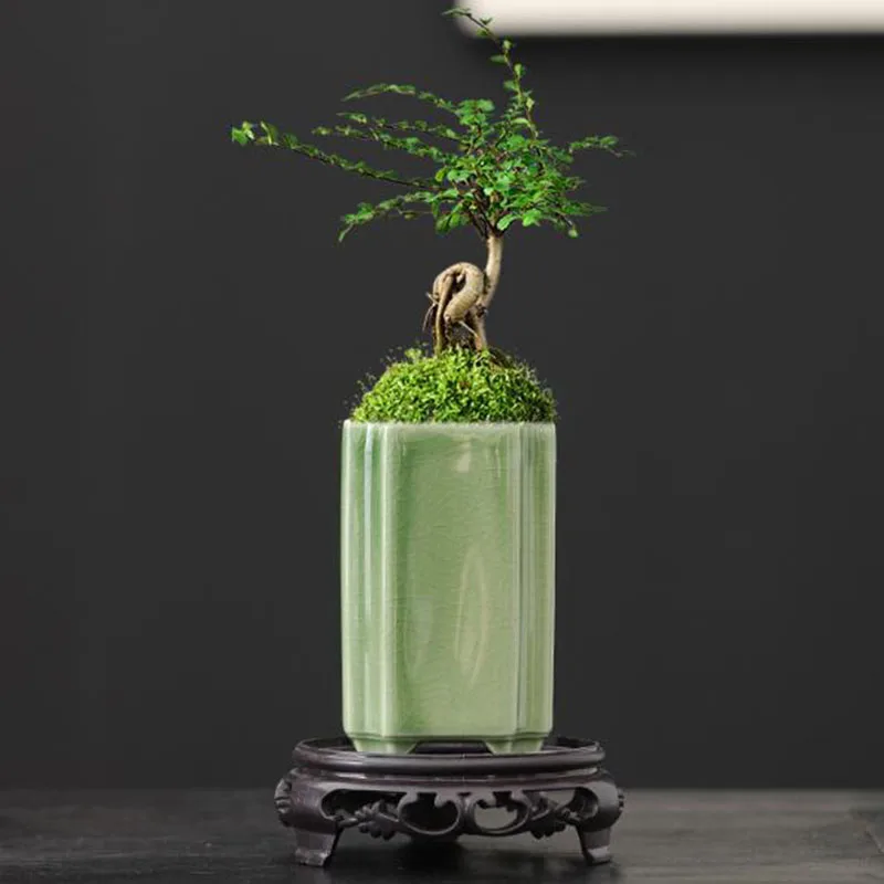 Maceta Cuadrada de Porcelana c - Bonsai Garden Europe reseña y precio