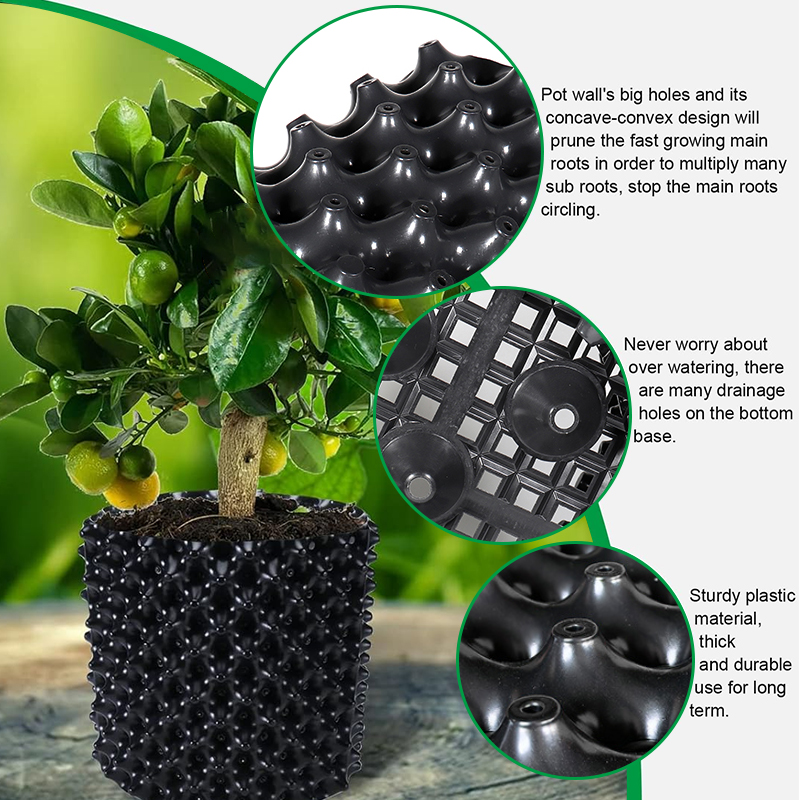 Entrenador de poda para vivero - Bonsai Garden Nursery reseña y precio